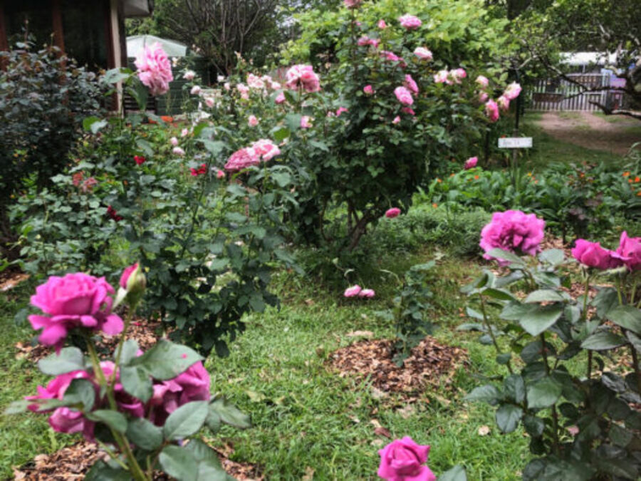 Roses blooming in the garden