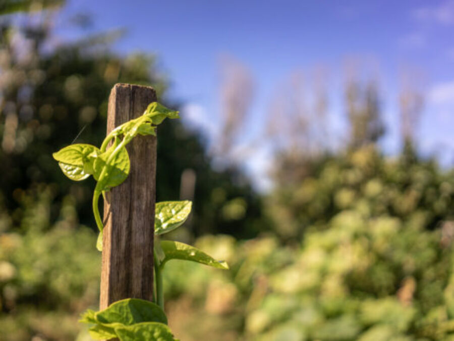 Pathway through the community garden
