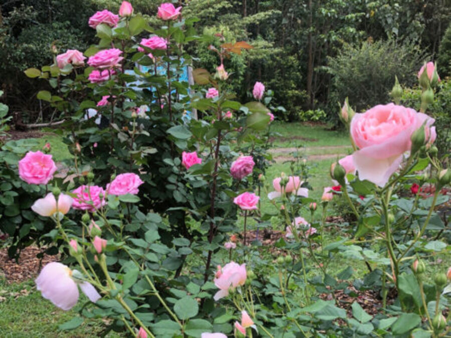 More roses in the garden