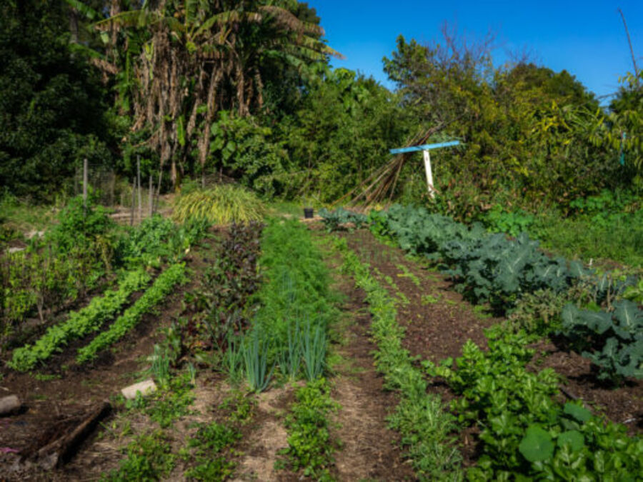 Wide view across the garden