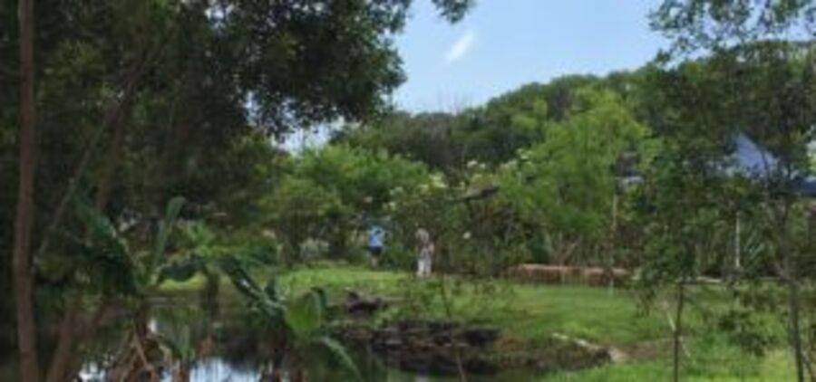 Bamboo Garden at Mullumbimby Community Garden
